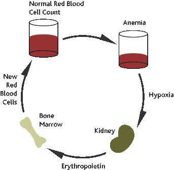 Erythropoetin Anemia-Hypoxia treatment