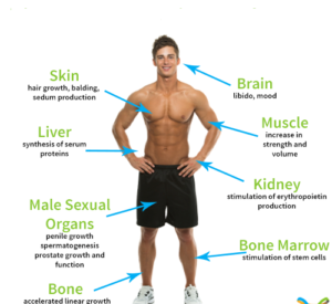 role of testosterone in male