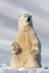 RasputinShop rogue pharmacy